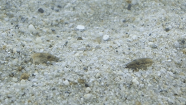 모래에 숨어있는 미호종개